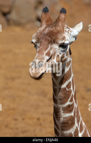 Im Hochformat eines jungen retikuliert Giraffe Kopf und Hals Stockfoto