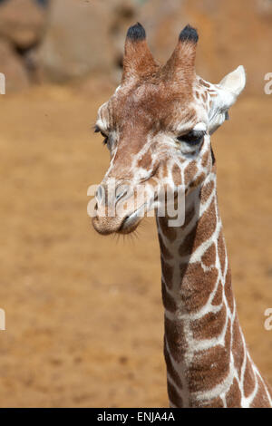 Im Hochformat eines jungen retikuliert Giraffe Kopf und Hals Stockfoto