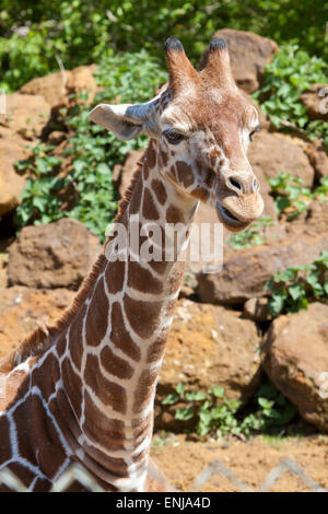 Im Hochformat eines jungen retikuliert Giraffe Kopf und Hals Stockfoto