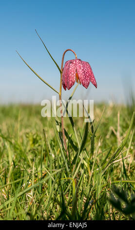 Kopf der Schlange Fritillary - wilde Blume Stockfoto