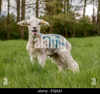 Junge Frühling Lamm in Gras Feld Stockfoto