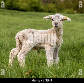 Junge Frühling Lamm in Gras Feld Stockfoto