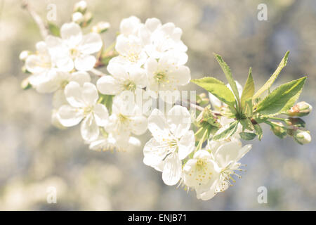 Blühender Kirschbaum im Frühling.  Schließen Sie herauf Bild der Kirschenblüten. Warme Farbe getönt Bild Stockfoto