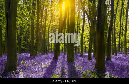 Die Sonne leuchtet einen Teppich aus blau und lila Glockenblumen tief im Wald in Oxfordshire nur nach einem längeren Regen in den späten Nachmittag. Stockfoto