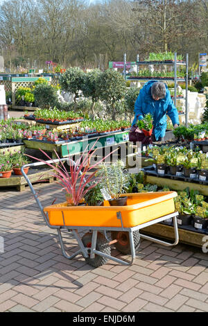 Ältere Frau Auswahl Pflanzen in Trolley bei einem Gartencenter Essex England Großbritannien zu platzieren Stockfoto