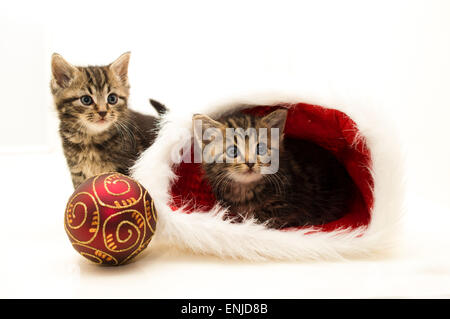 Weihnachten-Kätzchen-high-key Stockfoto