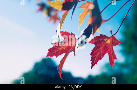 Rote Blätter an einem Ahorn Baum in der englischen Landschaft. VEREINIGTES KÖNIGREICH. Stockfoto