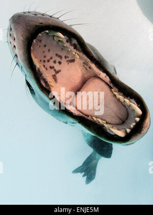 Seeleopard (Hydrurga Leptonyx), mouthing sein eigenes Spiegelbild in der Kamera Hafen, Astrolabium Island, Antarktis Stockfoto