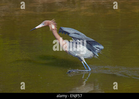 Rötlicher Reiher Egretta Rufeescens Angeln in einer Lagune Golfküste Florida USA Stockfoto