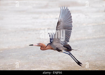 Rötlicher Reiher Egretta Rufeescens im Flug Golfküste Florida USA Stockfoto