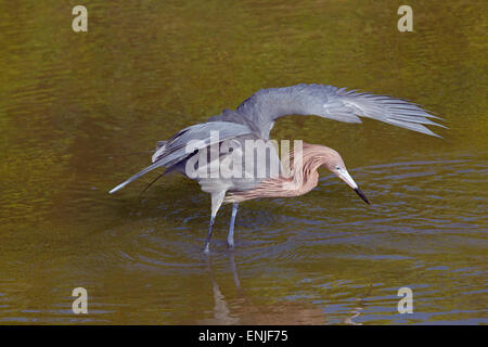 Rötlicher Reiher Egretta Rufeescens Angeln in einer Lagune Golfküste Florida USA Stockfoto