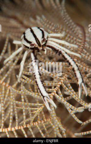 Peitschenkorallen hocken Hummer: Allogalathea Elegans, frontale Ansicht auf Peitschenkorallen Feather Star, Tulamben, Bali Stockfoto