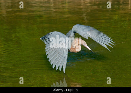 Rötlicher Reiher Egretta Rufeescens Angeln in einer Lagune Golfküste Florida USA Stockfoto