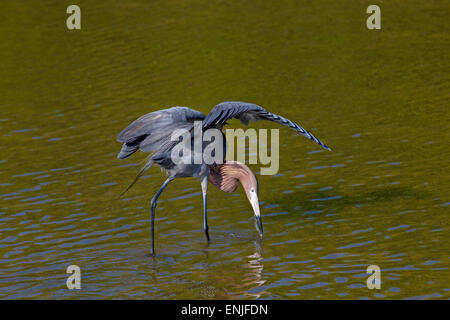 Rötlicher Reiher Egretta Rufeescens Angeln in einer Lagune Golfküste Florida USA Stockfoto