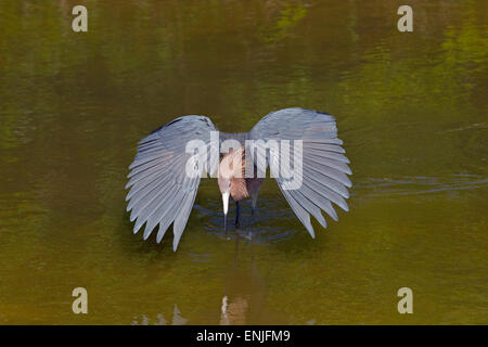 Rötlicher Reiher Egretta Rufeescens Angeln in einer Lagune Golfküste Florida USA Stockfoto