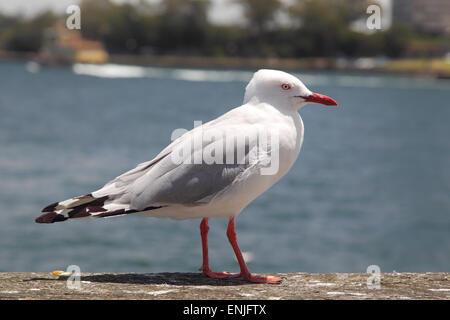 Silberne Möwe (Chroicocephalus Novaehollandiae) im Hafen von Sydney, Australien. Stockfoto