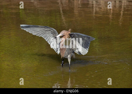 Rötlicher Reiher Egretta Rufeescens Angeln in einer Lagune Golfküste Florida USA Stockfoto