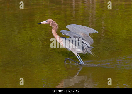 Rötlicher Reiher Egretta Rufeescens Angeln in einer Lagune Golfküste Florida USA Stockfoto