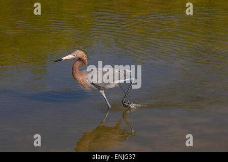 Rötlicher Reiher Egretta Rufeescens Angeln in einer Lagune Golfküste Florida USA Stockfoto