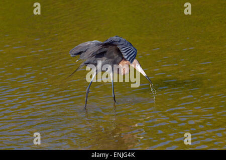 Rötlicher Reiher Egretta Rufeescens Angeln in einer Lagune Golfküste Florida USA Stockfoto