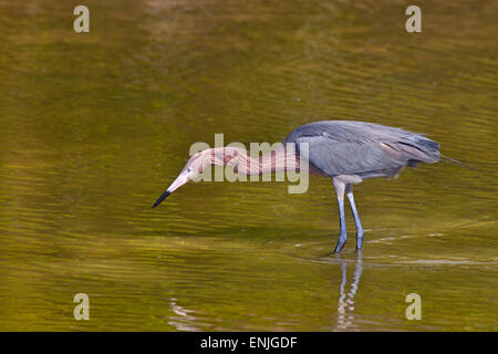 Rötlicher Reiher Egretta Rufeescens Angeln in einer Lagune Golfküste Florida USA Stockfoto