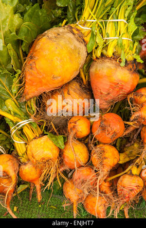 Bio Oranage Rüben zum Verkauf auf dem Bauernmarkt, Santa Barbara, California, Vereinigte Staaten von Amerika Stockfoto