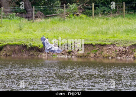 Graureiher (Ardea Cinerea) kommen, um zu landen Stockfoto