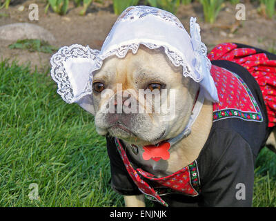 Französische Bulldogge in einem traditionellen niederländischen Kostüm. Stockfoto