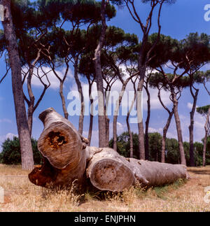 Kiefernbaum, Pinus Pinea Stockfoto