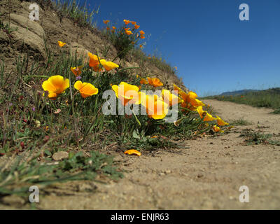 California Poppies Weg in Sierra Vista Open Space zu bewahren, San Jose, Kalifornien Stockfoto