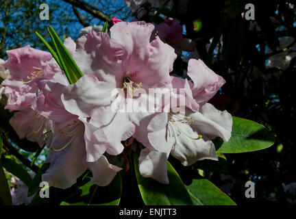 Schön und süß duftendes Loderi 'Pink Diamond' Rhododendron Blumen. Frühling in Vancouver, Stockfoto