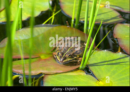 Gemeinsamen europäischen Frosch oder essbare Frosch (Rana Esculenta), Middle Franconia, Bayern, Deutschland Stockfoto