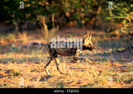Afrikanischer Wildhund (LYKAON Pictus), Erwachsene, Jagd, ausgeführt, Game Reserve Tswalu Kalahari-Wüste, Nordkap, Südafrika Stockfoto