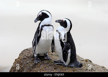 Afrikanische Pinguin (Spheniscus Demersus), paar auf einem Felsen, Boulders Beach, Simonstown, Western Cape, Südafrika Stockfoto