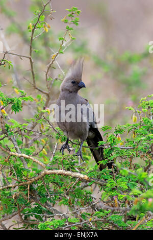 Graue Go-away-Bird (Corythaixoides Concolor), Erwachsene auf Baum, Krüger Nationalpark, Südafrika Stockfoto