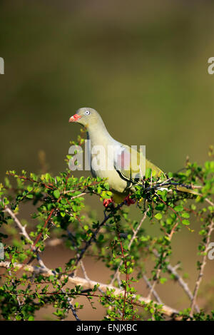 Afrikanische grüne Pigeon(Treron calvus), Erwachsene, thront auf Baum, Krüger Nationalpark, Südafrika Stockfoto