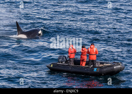 Erwachsene geben ein Schwertwal (Orcinus Orca) Belag in der Nähe von Forschern in den Polarregionen Gerlache Strait, Antarktis, Stockfoto