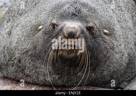 Erwachsenen Bull antarktische Seebär (Arctocephalus Gazella), Kopf Detail, Stromness Hafen, Südgeorgien, Polarregionen Stockfoto