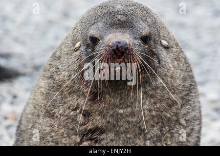 Erwachsenen Bull antarktische Seebär (Arctocephalus Gazella), Kopf Detail, Stromness Hafen, Südgeorgien, Polarregionen Stockfoto