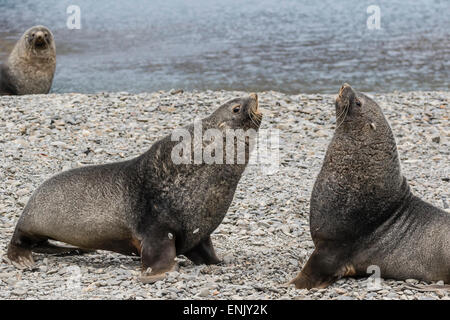 Erwachsenen Bull antarktischen Seebären (Arctocephalus Gazella) kämpfen in Stromness Harbor, Südgeorgien, Polarregionen Stockfoto