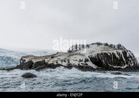 Kinnriemen Brutkolonie auf Punkt Wild, Elephant Island, Süd-Shetland-Inseln, Antarktis, Polarregionen Stockfoto