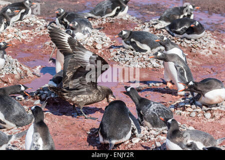 Einen Erwachsenen braune Skua (Stercorarius Spp) stehlen ein Pinguin-Ei bei Brown Bluff, Antarktis, Polarregionen Stockfoto