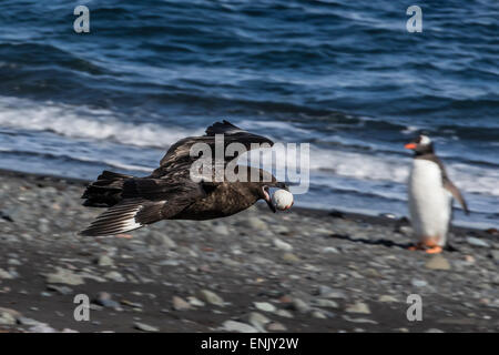 Einen Erwachsenen braune Skua (Stercorarius Spp), während des Fluges mit einem gestohlenen Pinguin-Ei an Barrientos Island, Antarktis, Polarregionen Stockfoto