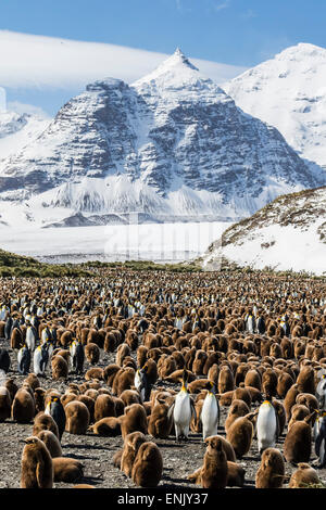 Erwachsene und Jugendliche König Pinguine (Aptenodytes Patagonicus), am Zucht Kolonie in Salisbury Plain, Südgeorgien, Polarregionen Stockfoto