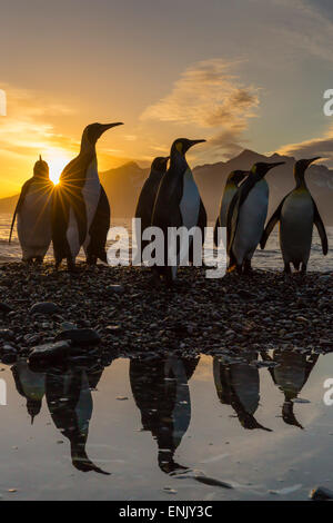 Königspinguine (Aptenodytes Patagonicus) bei Sonnenaufgang, in St. Andrews Bay, Süd-Georgien, Polarregionen Stockfoto