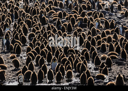 König Pinguin (Aptenodytes Patagonicus) Erwachsene mit Küken bei St. Andrews Bay, Süd-Georgien, Polarregionen Stockfoto