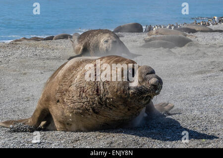 Aufladen, southern Elephant seal Bull (Mirounga Leonina), St. Andrews Bay, Süd-Georgien, Polarregionen Stockfoto