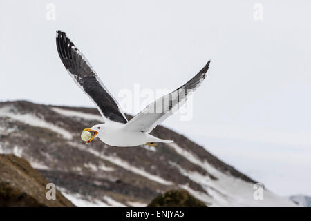 Erwachsenen Kelp Gull (Larus Dominicanus) mit gestohlenen Adelie Pinguin-Ei im Schnabel auf Brown Bluff, Antarktis, Polarregionen Stockfoto