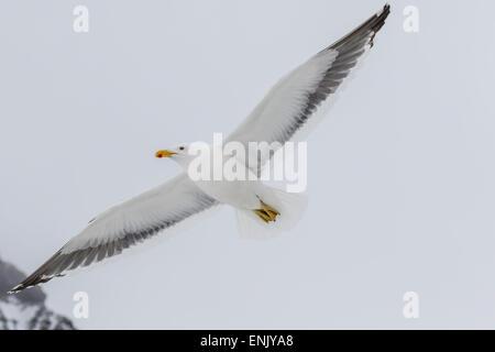 Erwachsenen Kelp Gull (Larus Dominicanus) während des Fluges zu bluffen, Brown, Antarctic Sound, Antarktis, Polarregionen Stockfoto