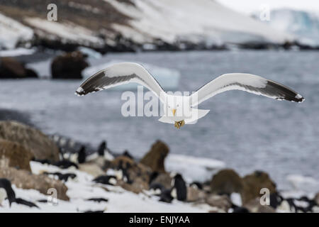 Erwachsenen Kelp Gull (Larus Dominicanus) während des Fluges zu bluffen, Brown, Antarctic Sound, Antarktis, Polarregionen Stockfoto